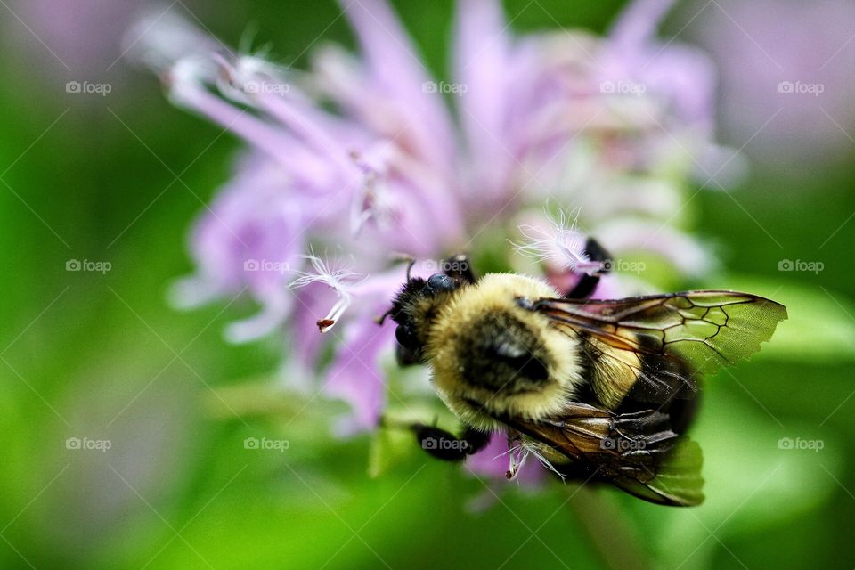 Bee loving his bee balm