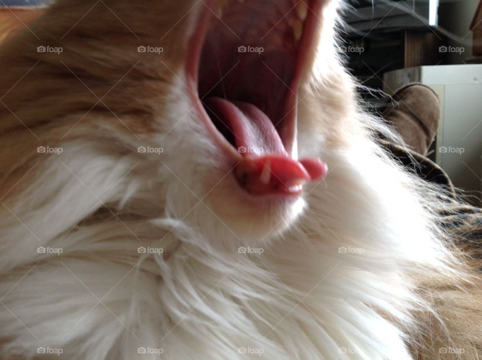 Pink cat yawn