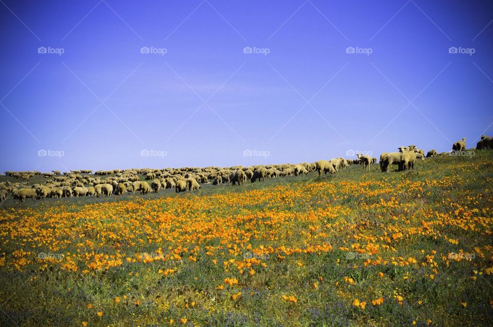 Field Lambs