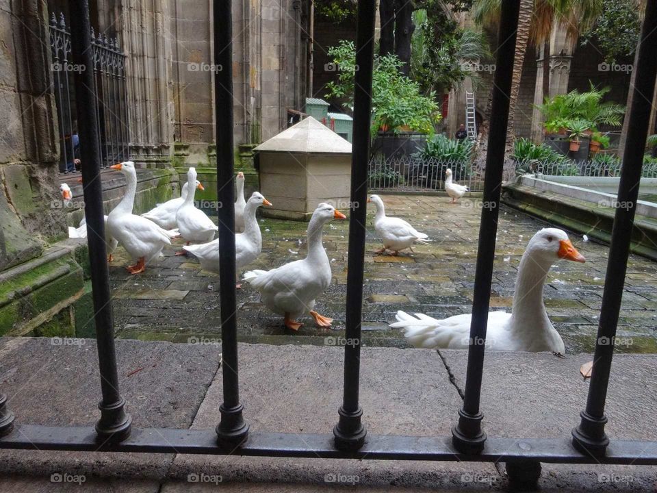Swan in Spanish cathedral
