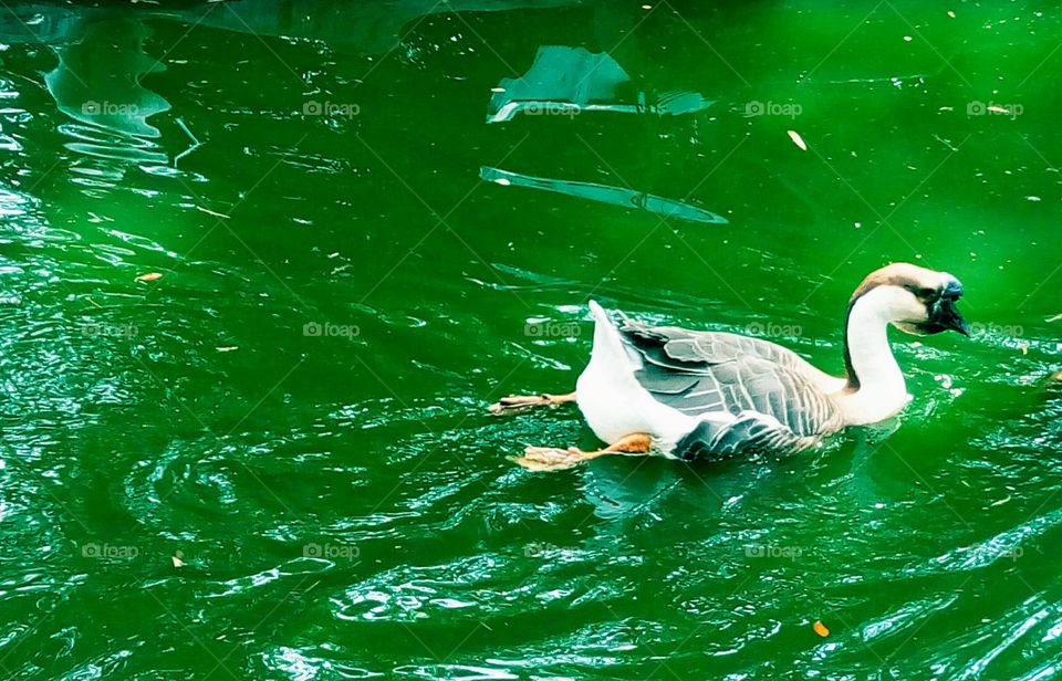 Goose swimming