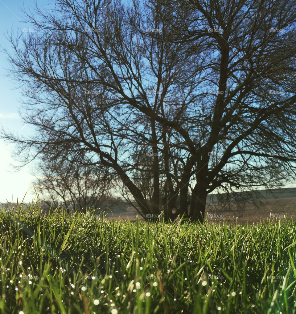 Dewy Spring Morning