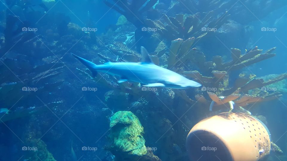 aquarium shark