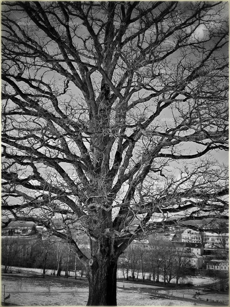 Old Tree . Kuks - Czech republic 