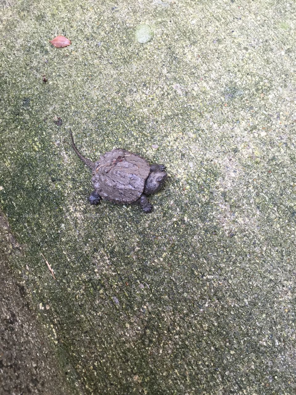 Baby snapping turtle