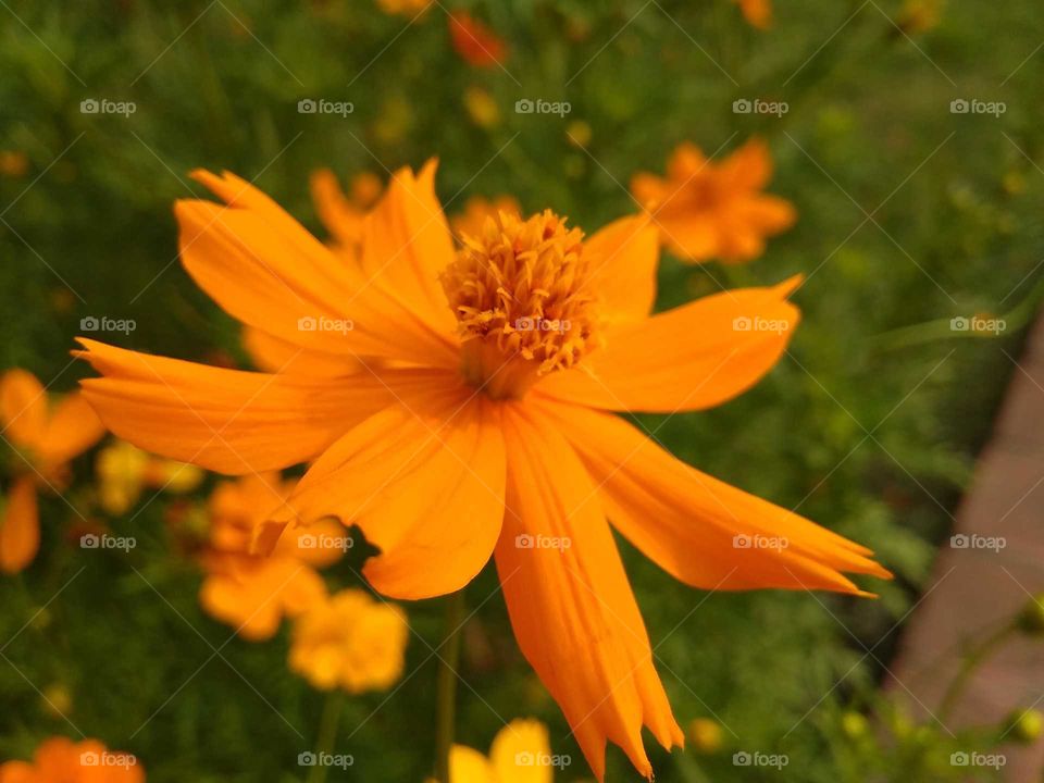 yellow flower in a park