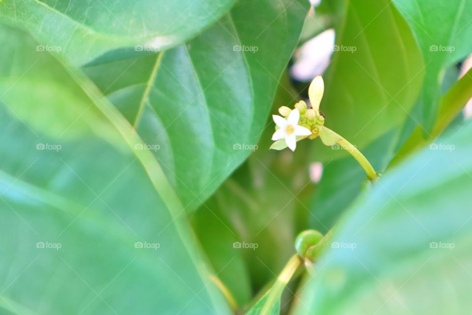 ordinarily it was just a bush but when I came near there was a small flower budding inside.