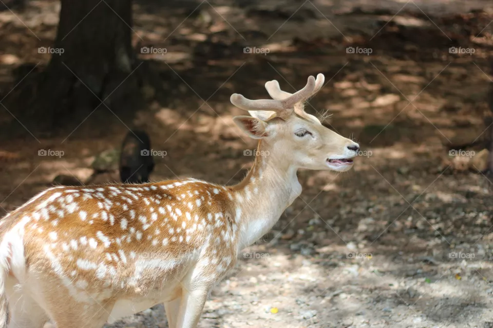 Deer