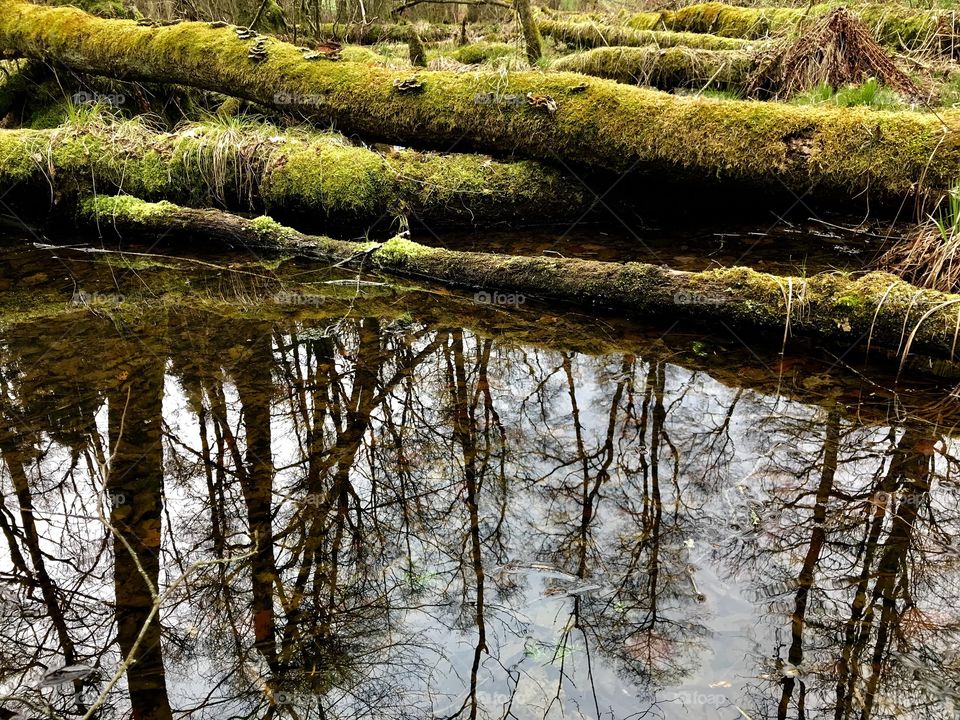 Dägimoos Swiss Forest 