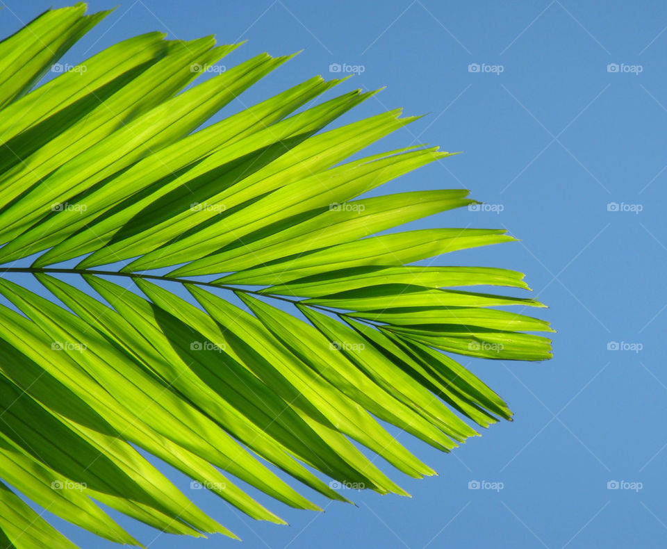 Low angle view of palm frond