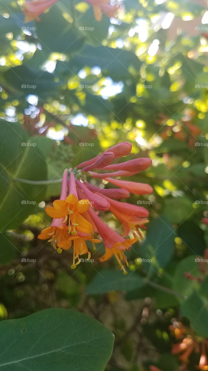 Honeysuckle