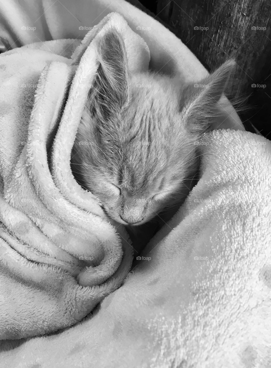 sleeping kitten wrapped in his blanket