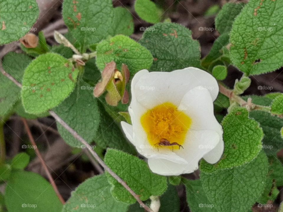 This is Spring! Flower and Spider