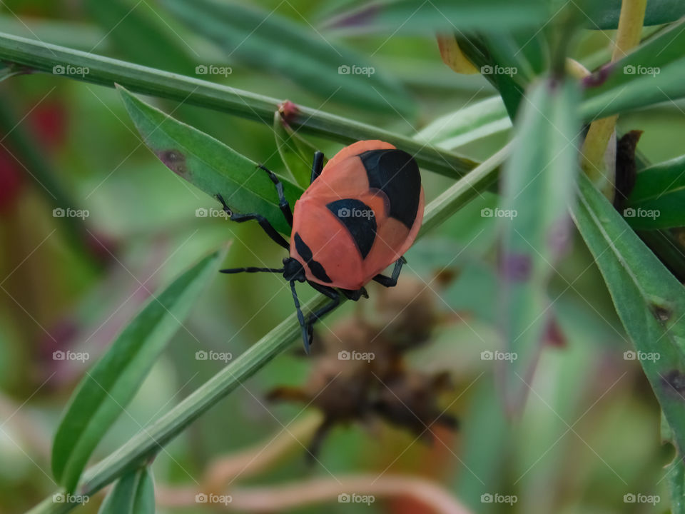 Insect beetle or bug sitting on grass