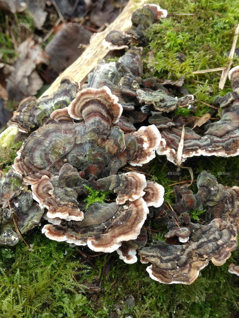 Tramestes versicolor (Turkeytail fungus)