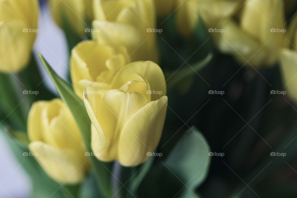 Tulip