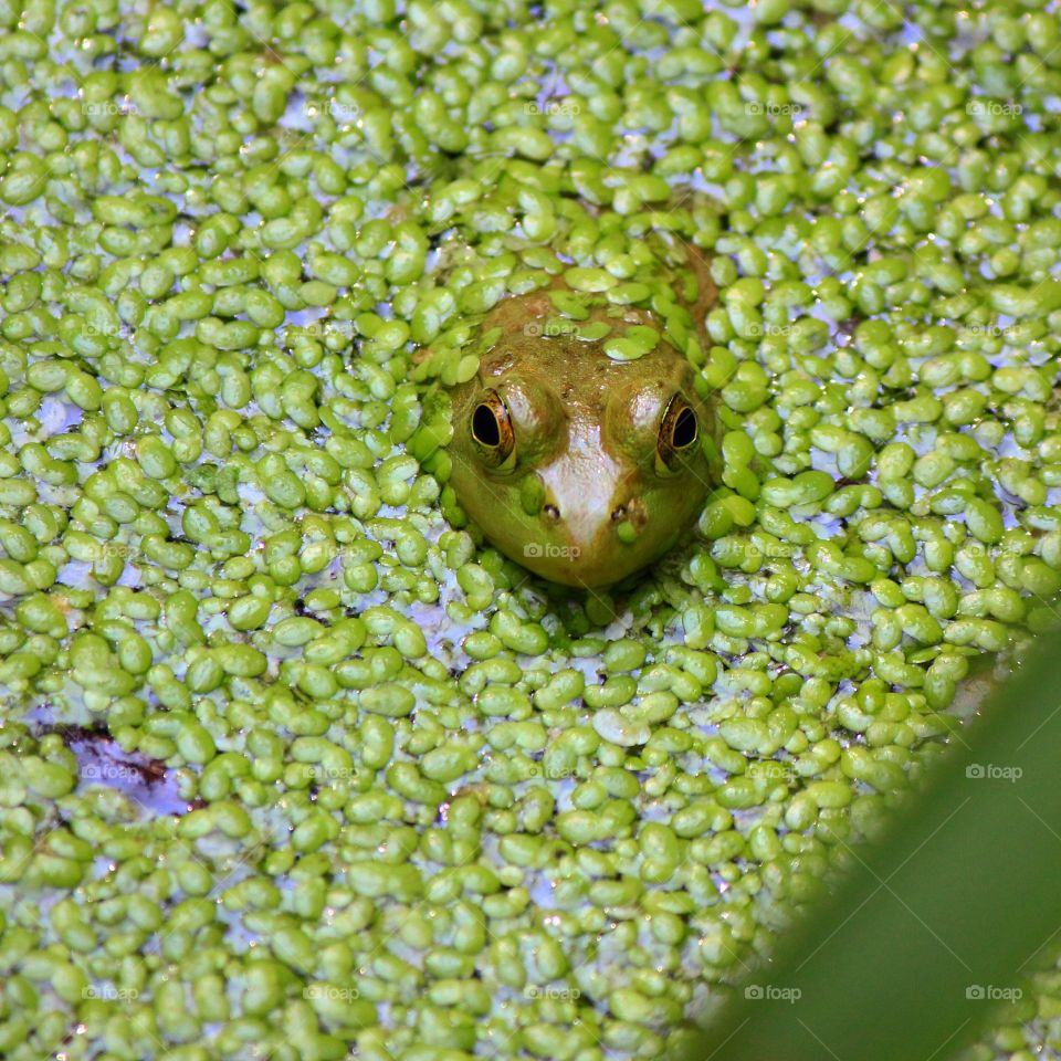 Blending in 