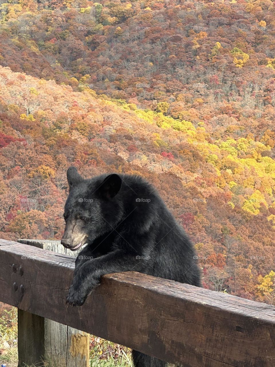 Baby bear on parkway 