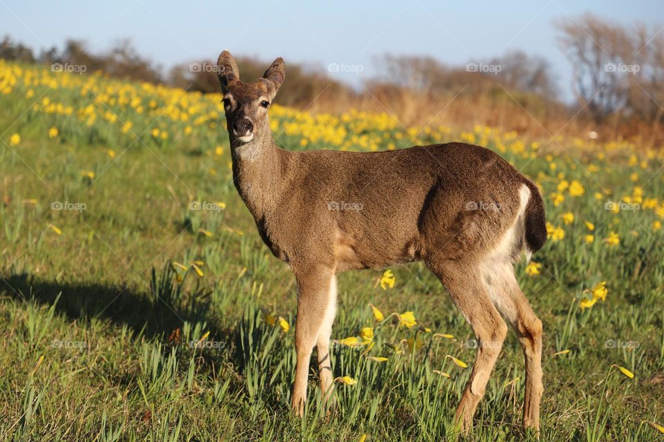 Fawn on a daffodils field 