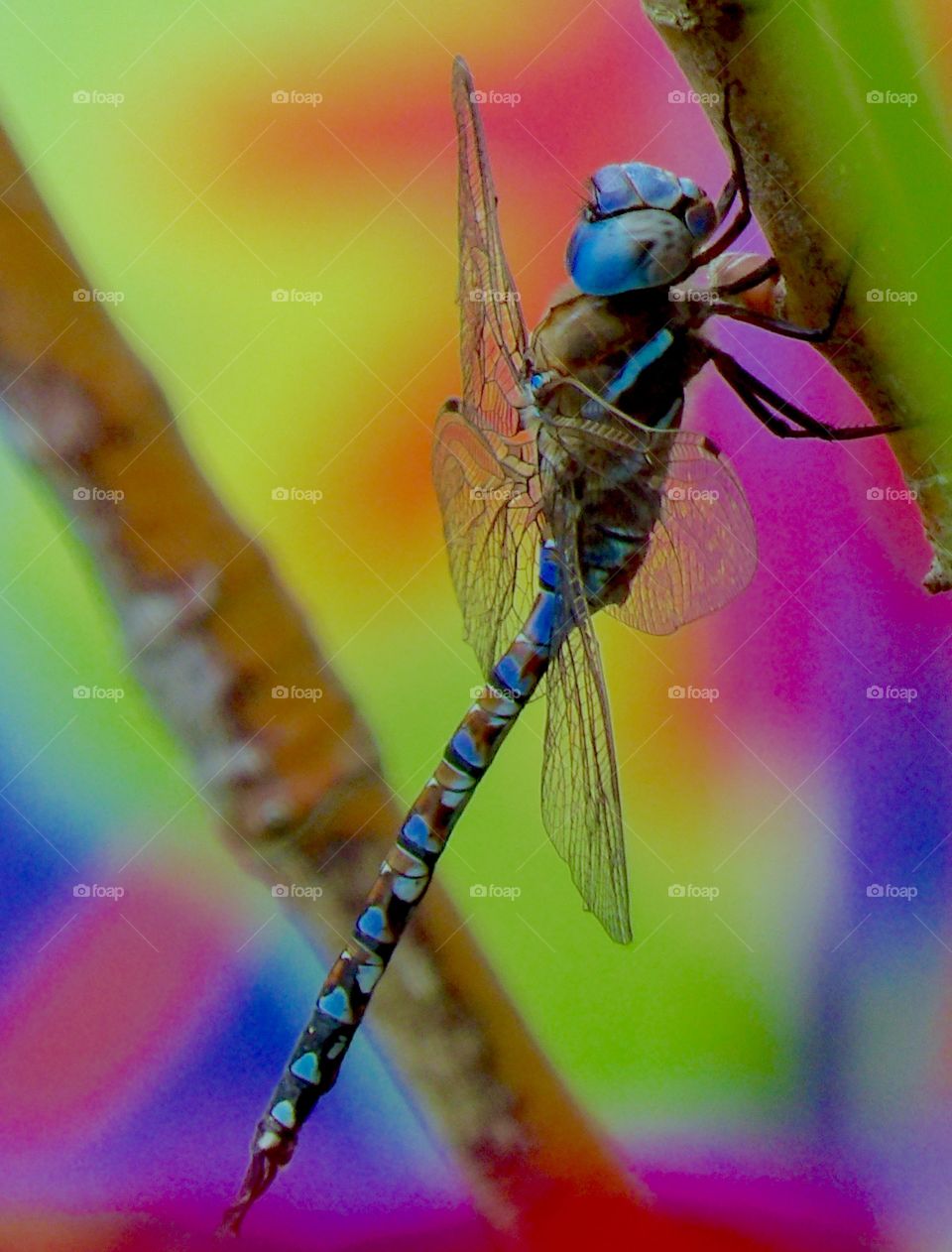 Perching dragonfly