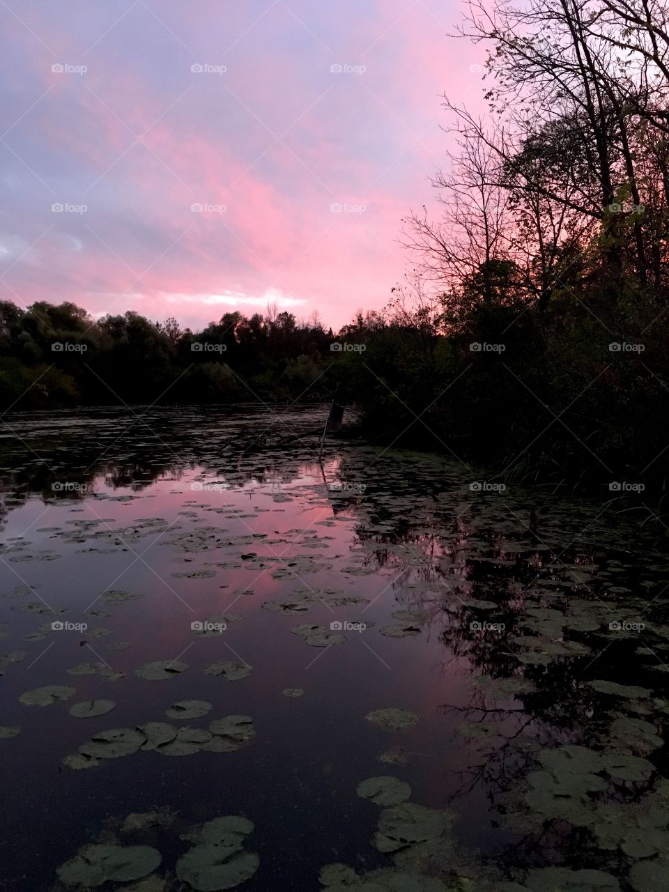 Sunset over frog pond