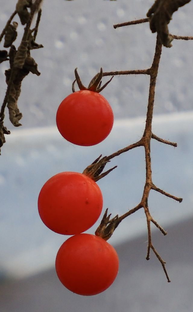Autumn in the garden