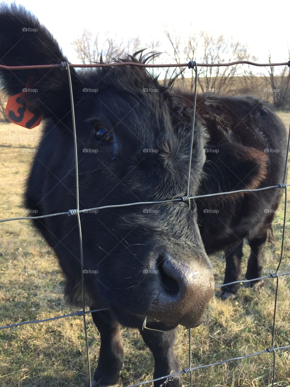 A cute and curious black steer pokes his nose through a wire fence hoping for something green to eat - the pasture is getting bare!