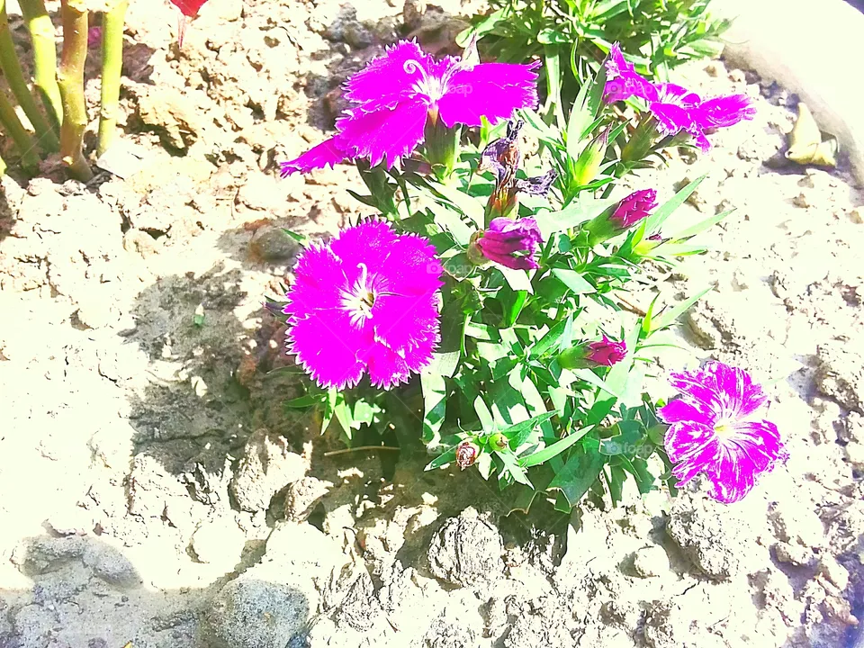 china rose