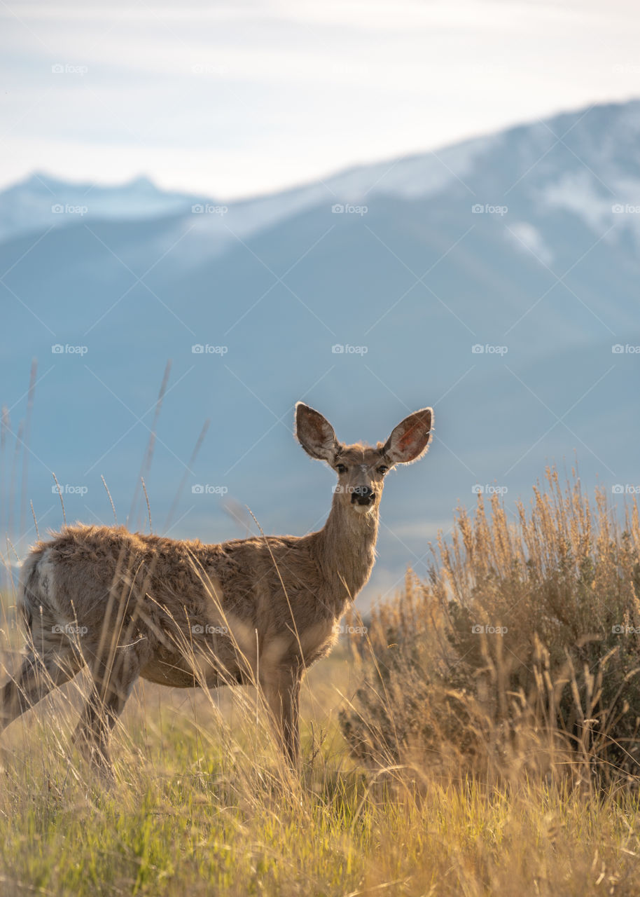 Wild white tail deer in a field near the snow covered mountains of Montana. 