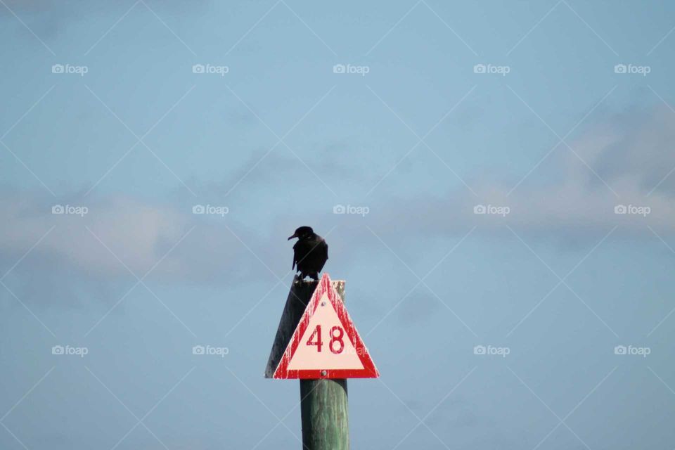 Sky, Outdoors, No Person, Bird, Nature