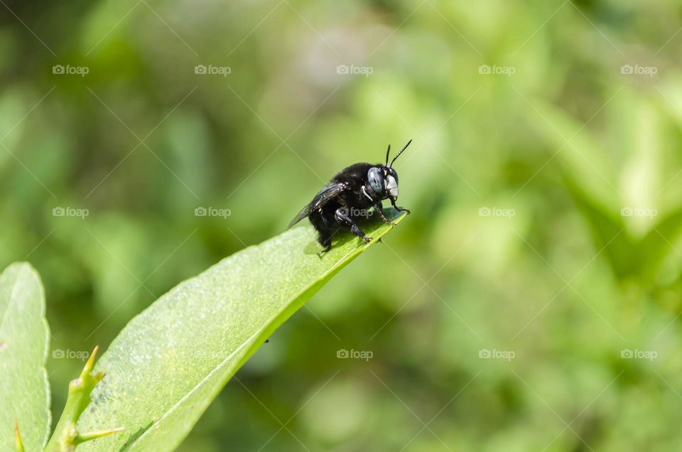 Carpenter Bee On Lime Leaf