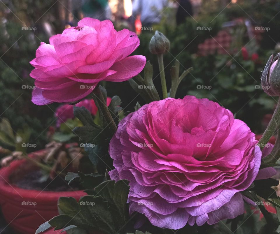 The Persian buttercup is a flower that exudes elegance and beauty in every inch of its being. Its delicate petals are reminiscent of the finest silk, with layers upon layers of soft, velvety texture that seem to dance in the breeze. Each bloom is a s