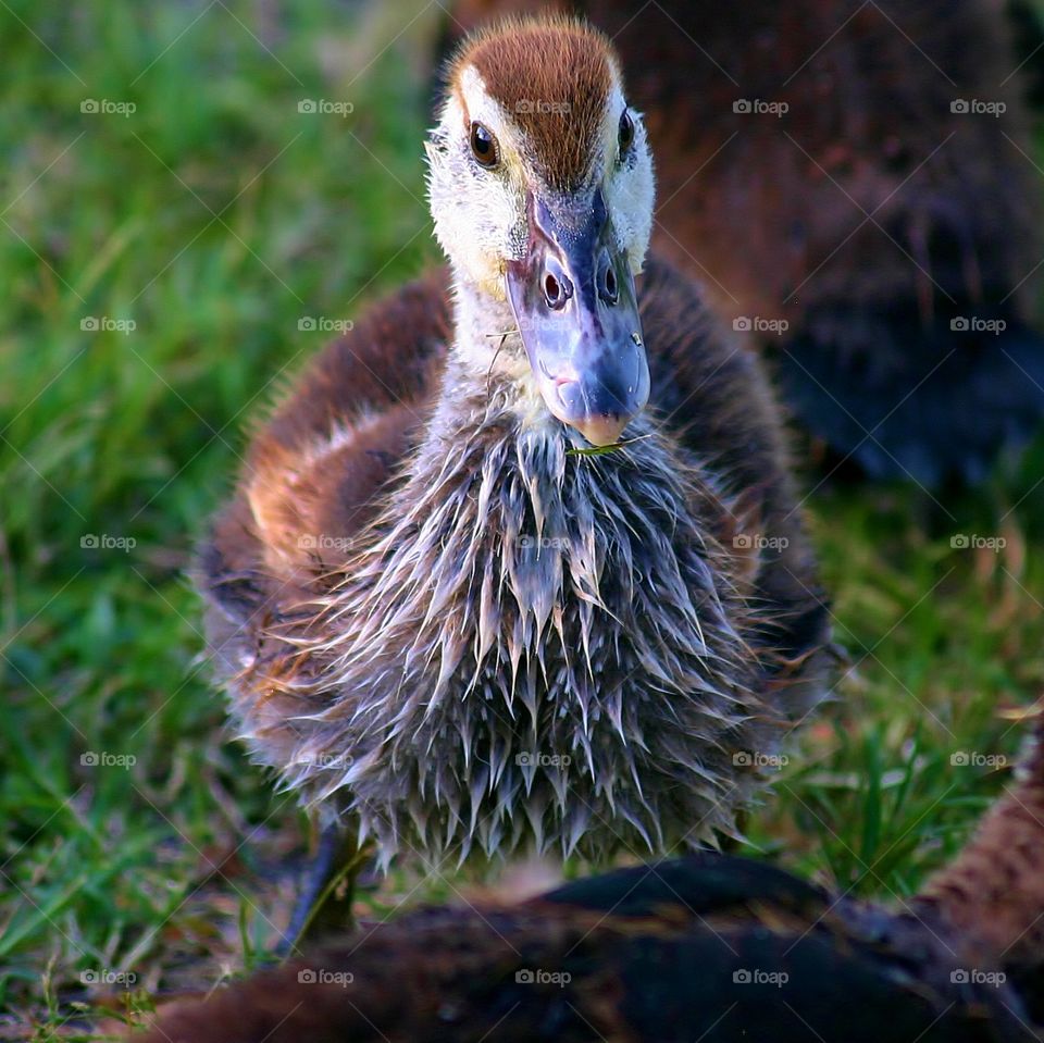 Back From A Swim. Ducks call Lake Lily in Maitland, FL their home. This one stopped for a moment after coming up out of the water.