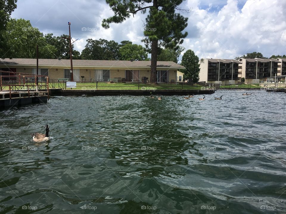 Duck at the lake 