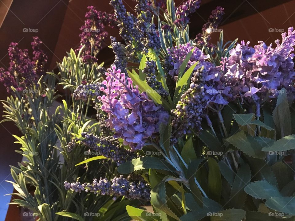 Lavender flowers 