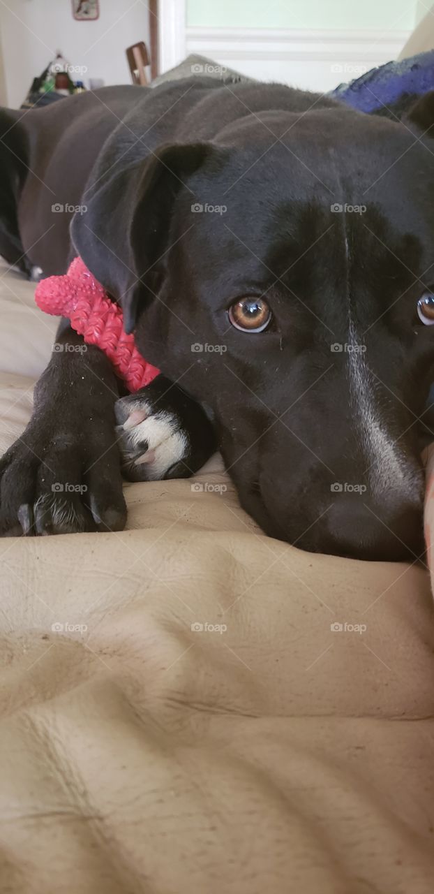 Puppy guarding her red nylon bone