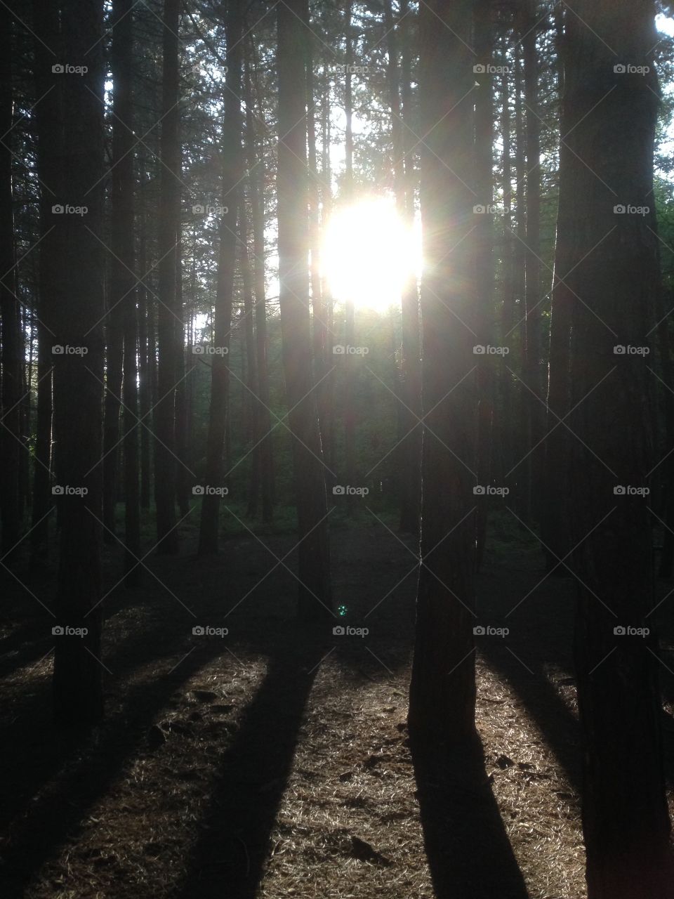 Setting sun in the forest