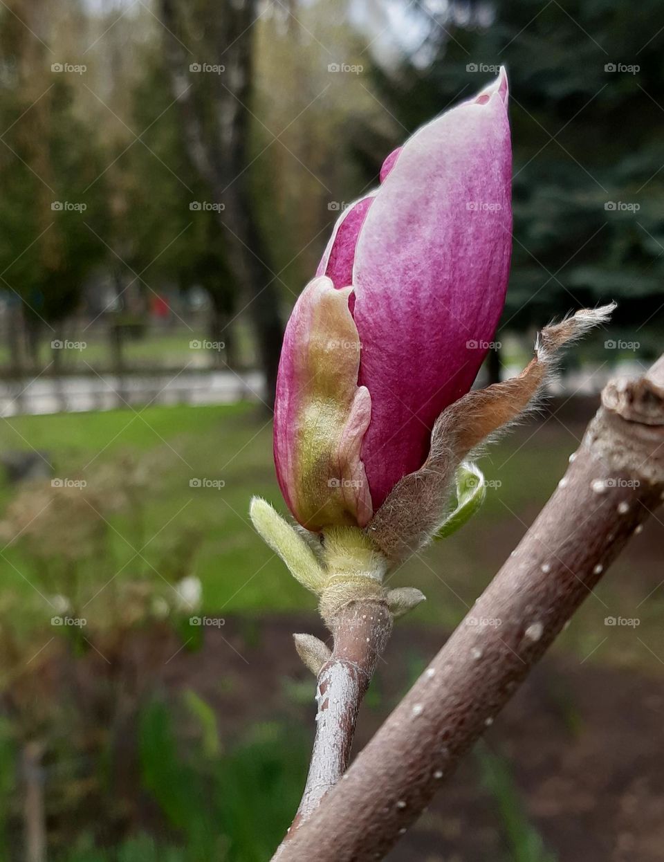 flowers in spring