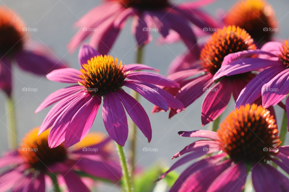 Summer flowers shining on a daylight 