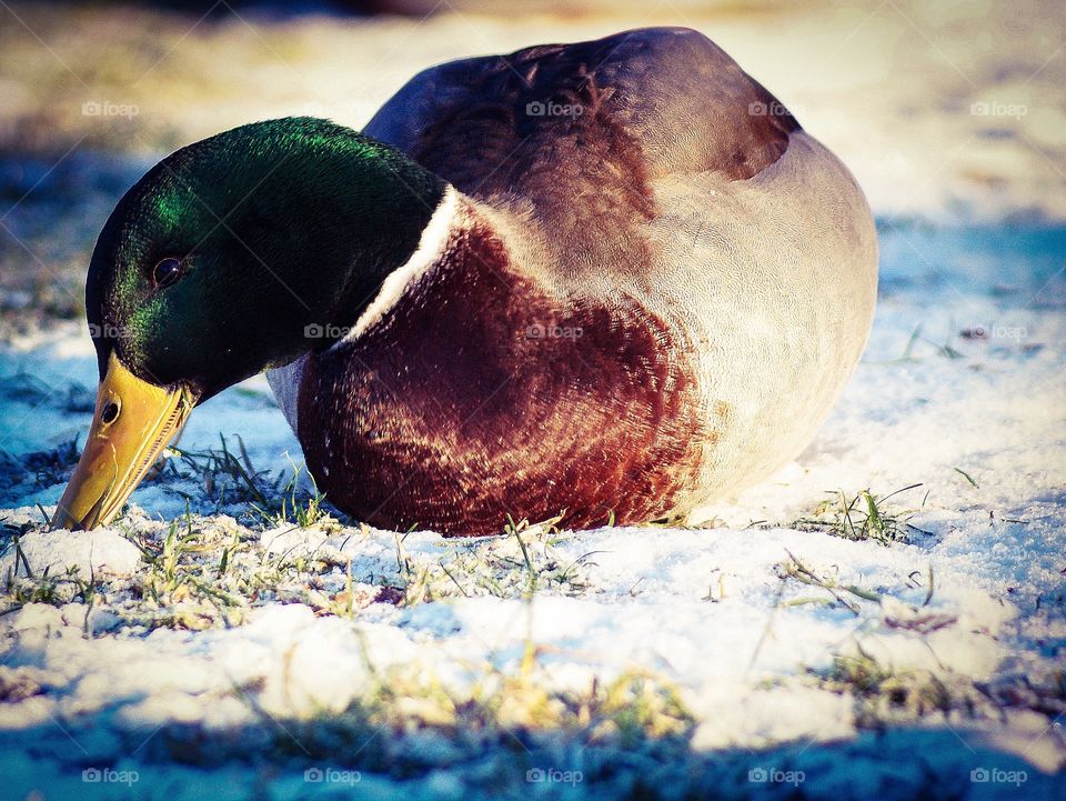 Duck. Male mallard