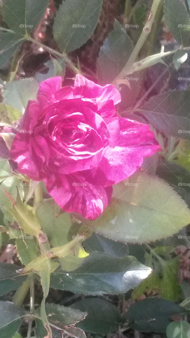Purple Rose