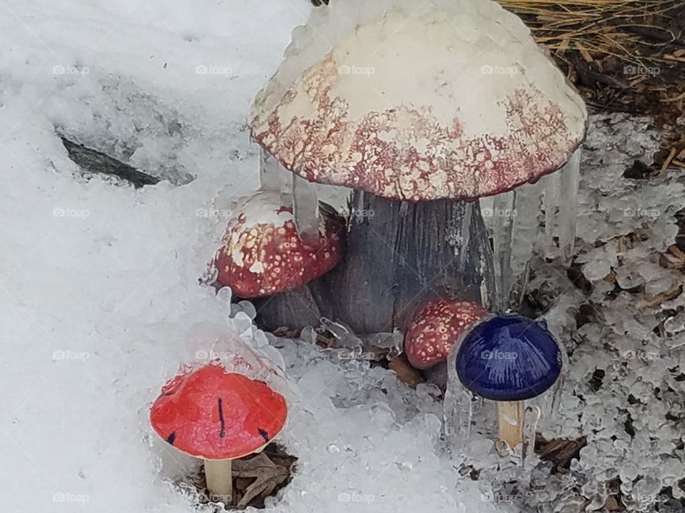 winter freeze lawn mushrooms