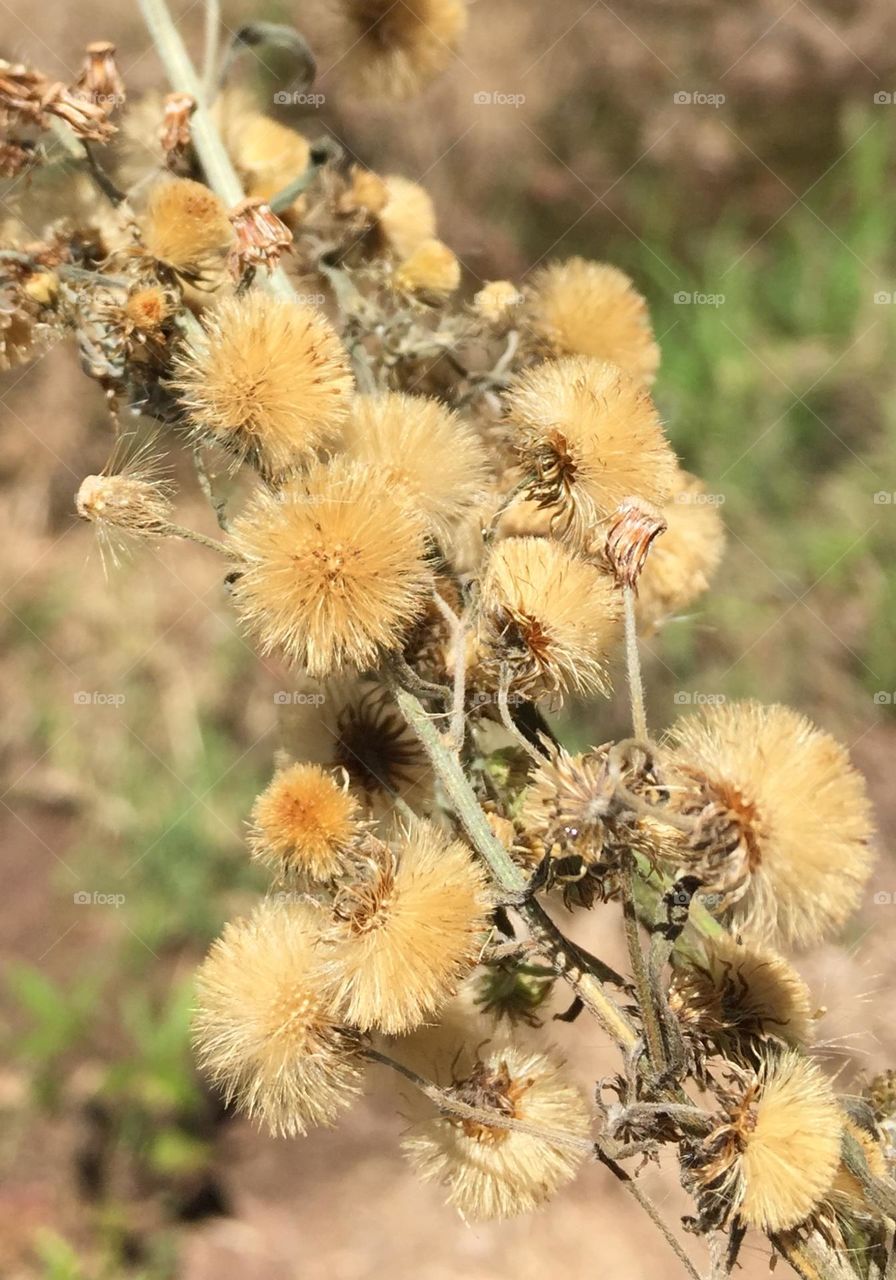 Dried grass