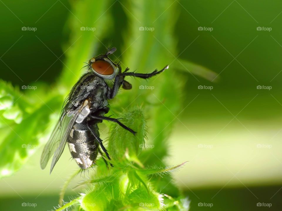 Fly insect