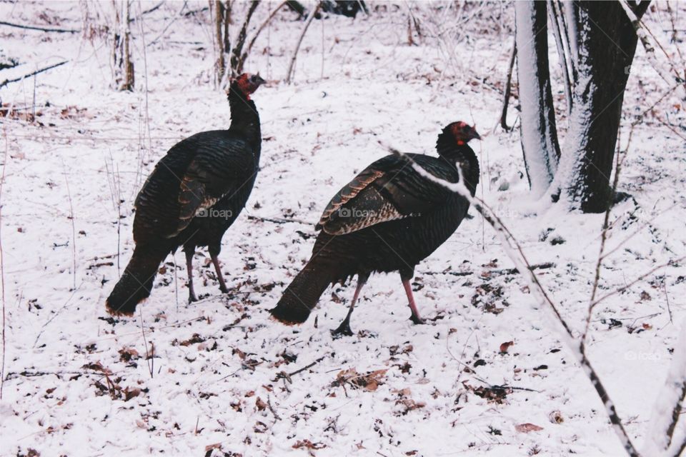 Turkeys out in the snow 