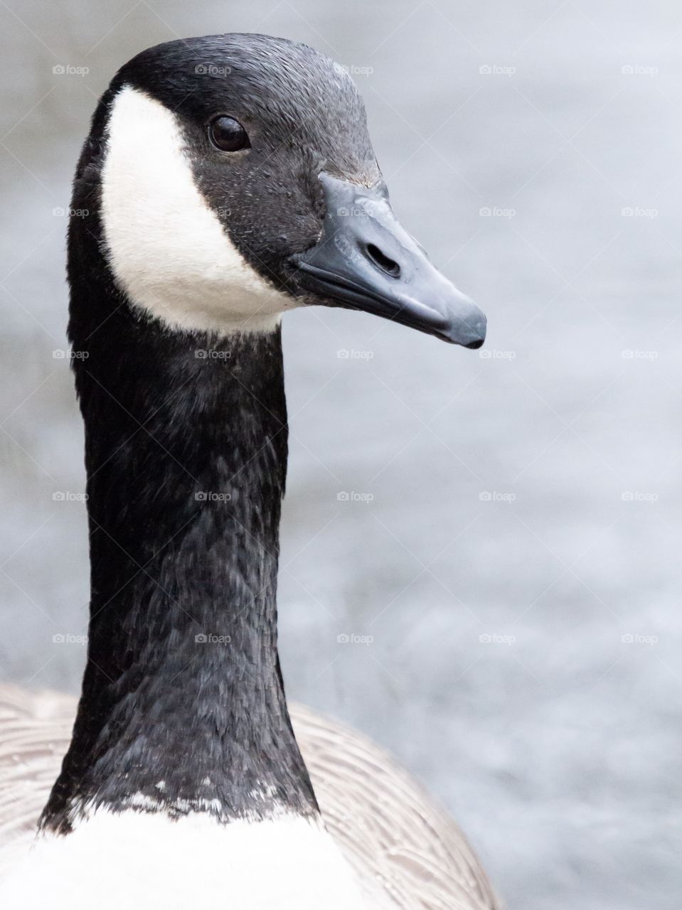 Portrait of Canada goose - närbild kanadagås 