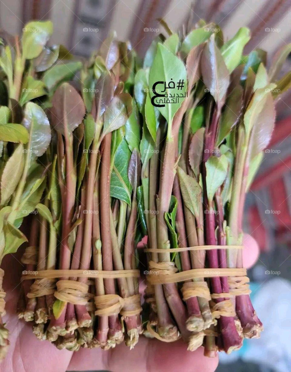 A very beautiful picture, and there is no better picture than it. There is no better picture of green herbs and colorful, red and white roses than it. Glory be to God, the natural and picturesque view, and there is no more