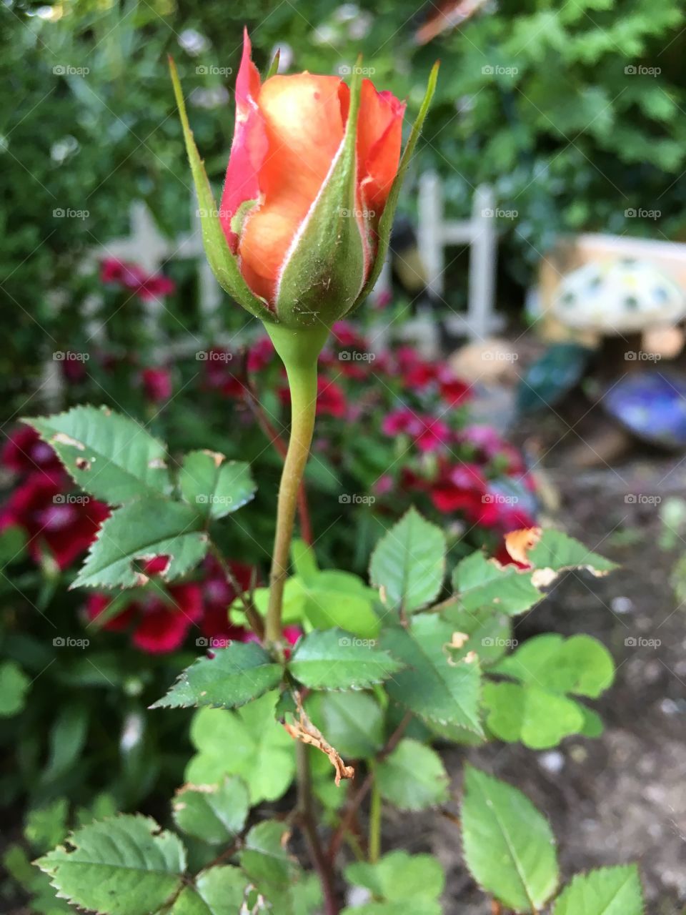 Orange rose bud in garden