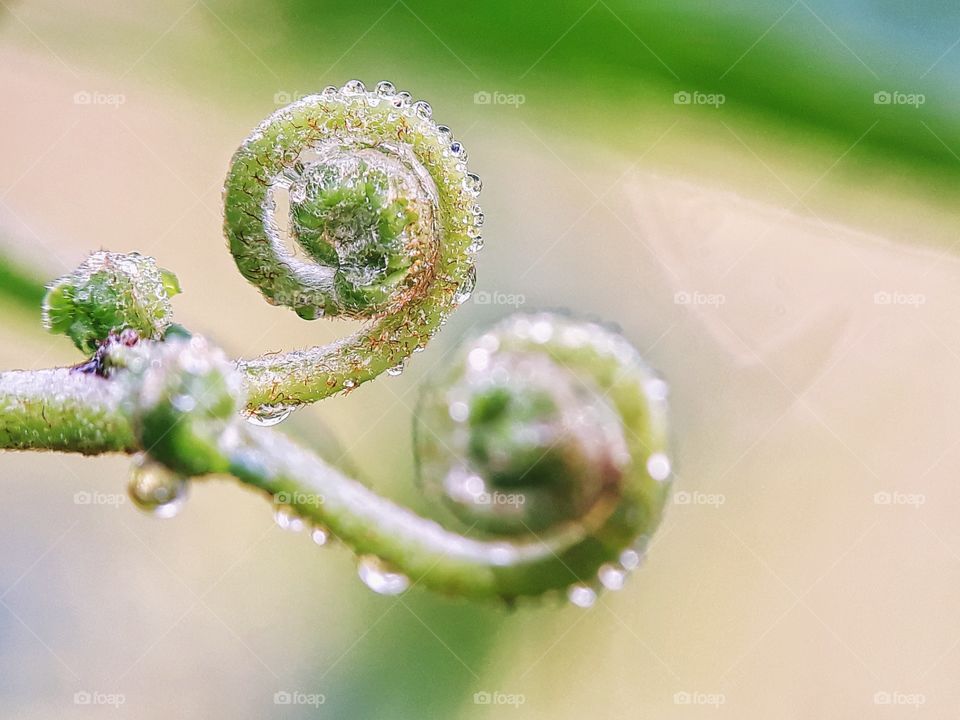 fresh dew morning on the fern