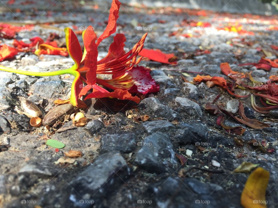 Nature, Leaf, Fall, No Person, Flame